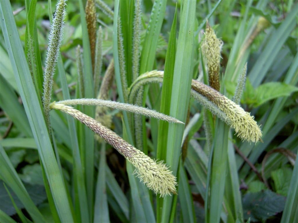 Carex pendula / Riesen Segge - Stauden Gaenge