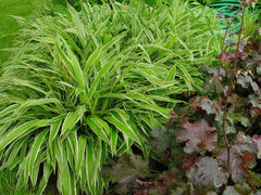 Ziergras Carex siderosticha 'Island Brocade' von Stauden Gänge, dichtes, buntes Segge mit dekorativen Blättern.