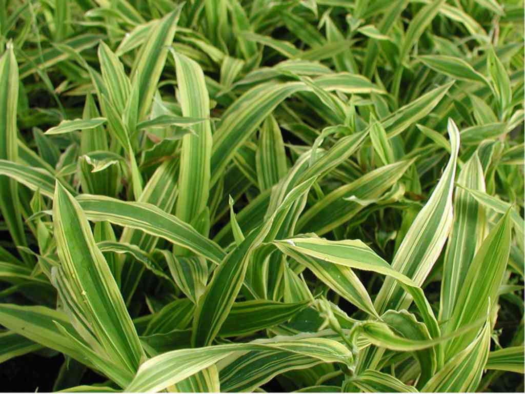 Carex siderosticha 'Island Brocade' / Segge - Stauden Gaenge