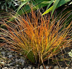 Carex testacea 'Prairie Fire', Ziergras von Stauden Gänge, orange-braunes Seggen-Gras mit filigranen Halmen im Garten.