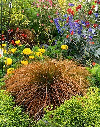 Carex testacea 'Prairie Fire' / Segge - Stauden Gaenge