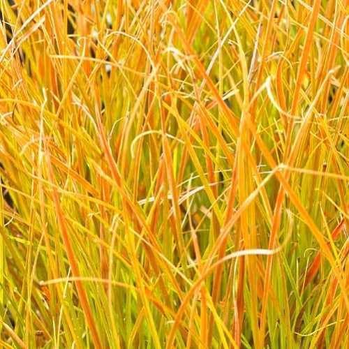 Carex testacea 'Prairie Fire' / Segge - Stauden Gaenge