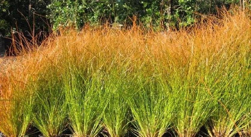 Carex testacea 'Prairie Fire' / Segge - Stauden Gaenge
