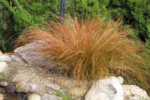 Carex testacea 'Prairie Fire' / Segge - Stauden Gaenge
