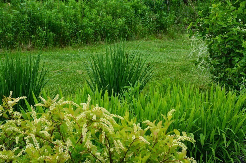 Chasmanthium latifolium / Plattährengras - Stauden Gaenge