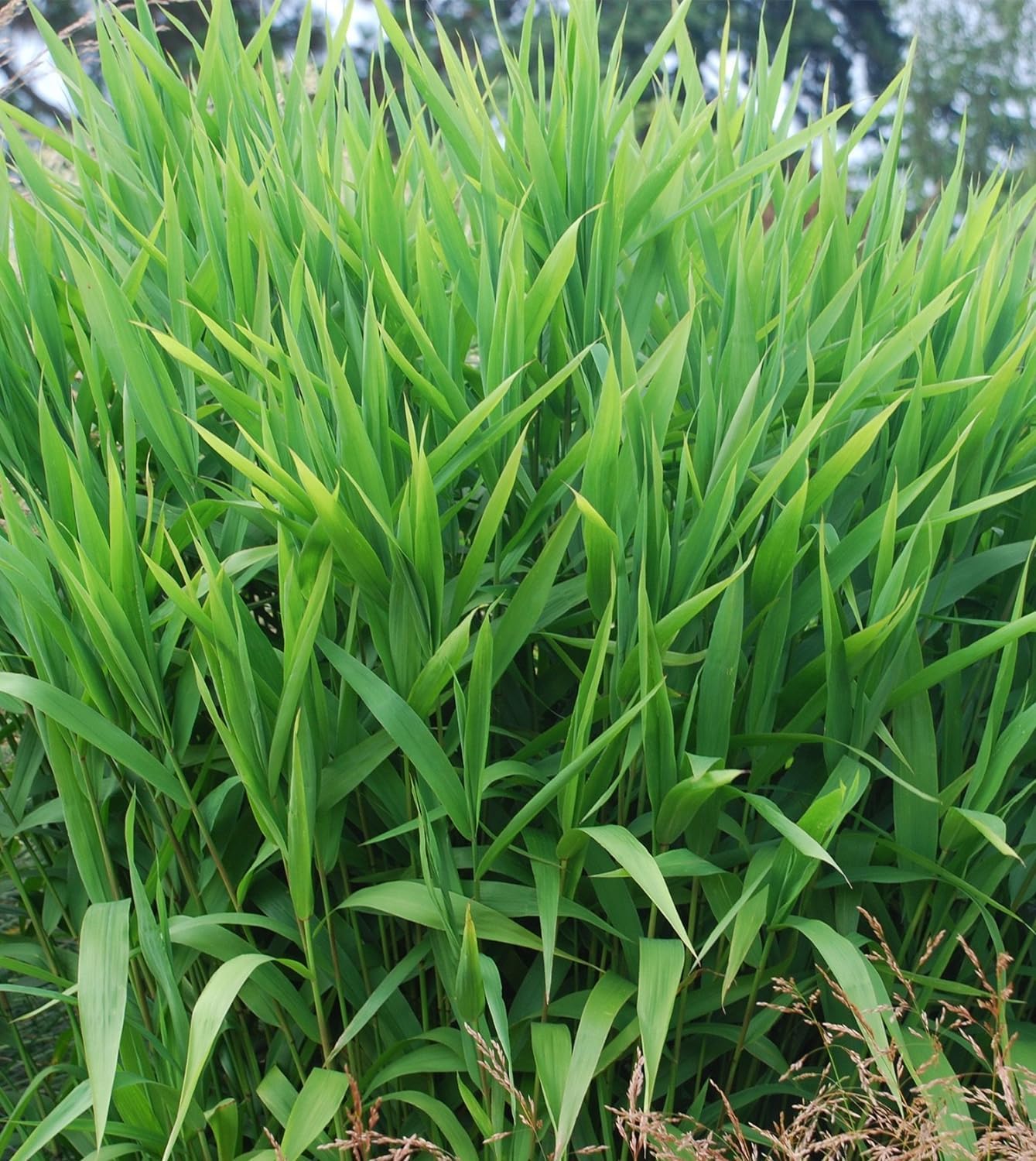 Chasmanthium latifolium / Plattährengras - Stauden Gaenge