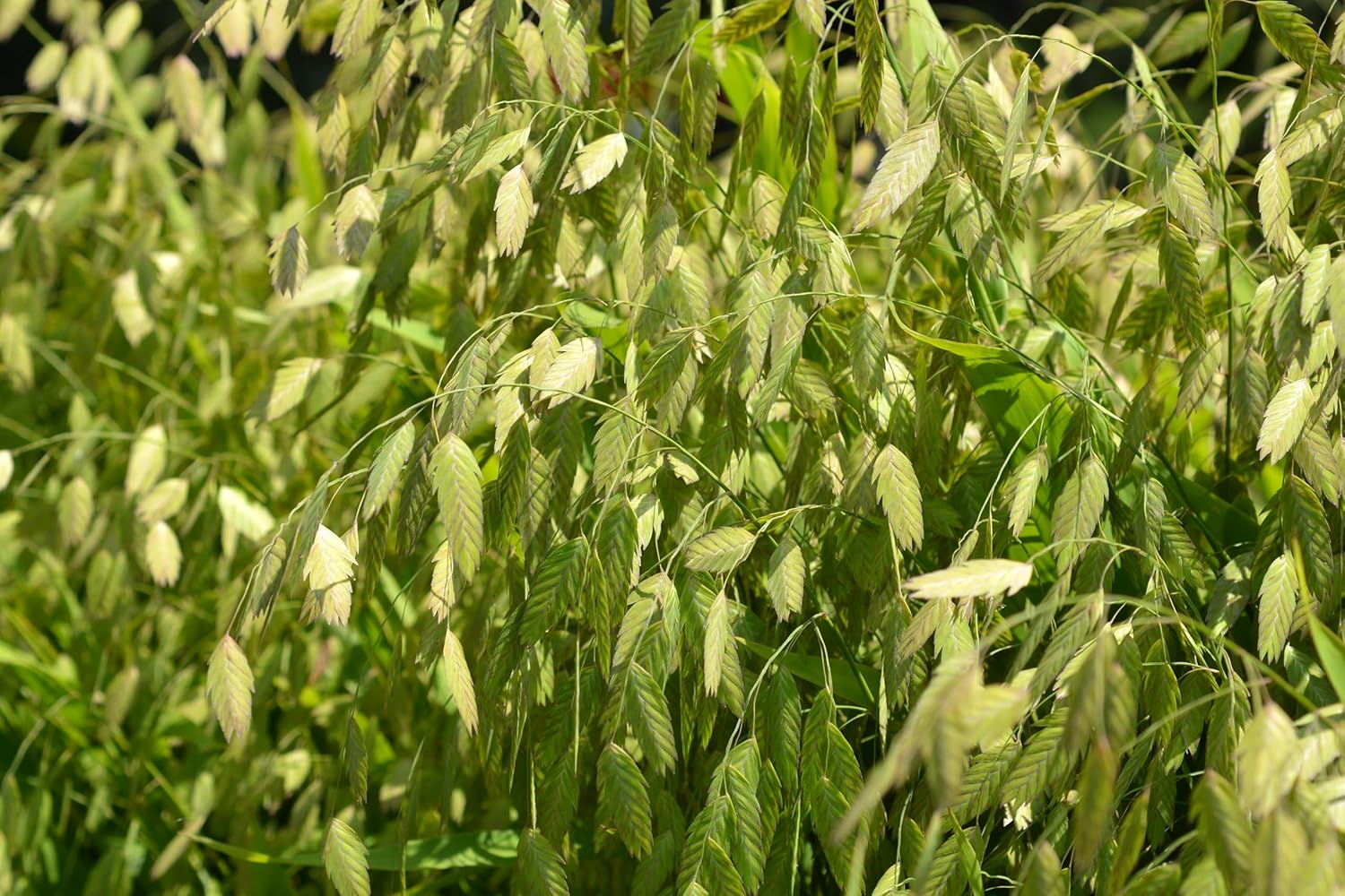 Chasmanthium latifolium / Plattährengras - Stauden Gaenge
