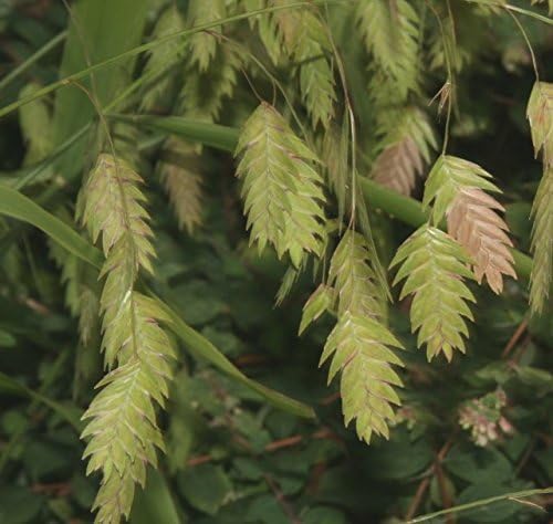Chasmanthium latifolium / Plattährengras - Stauden Gaenge