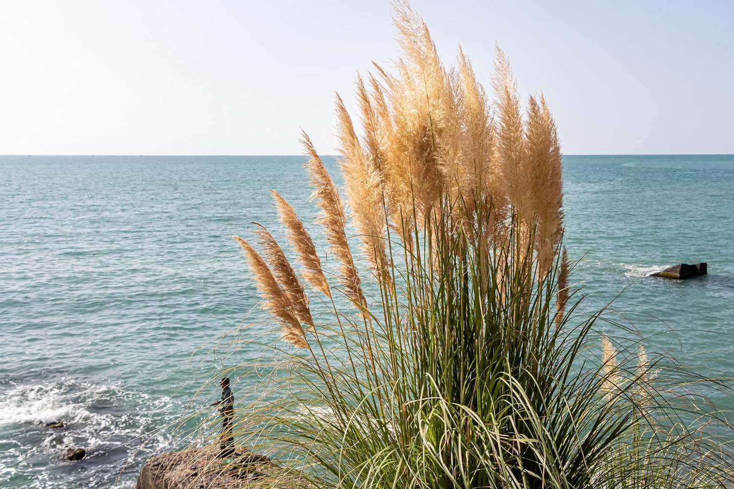 Cortaderia selloana ‚Pumila‘  / Zwerg Pampasgras - Stauden Gaenge