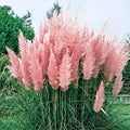 Cortaderia selloana ‚Rosea‘, rosa Pampasgras, Ziergras mit rosa Blüten, von Stauden Gänge, im Garten.