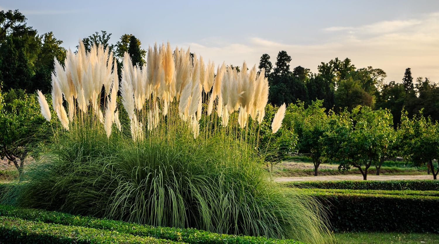 Cortaderia selloana 'Sunningdale Silver' – Weißes Pampasgras