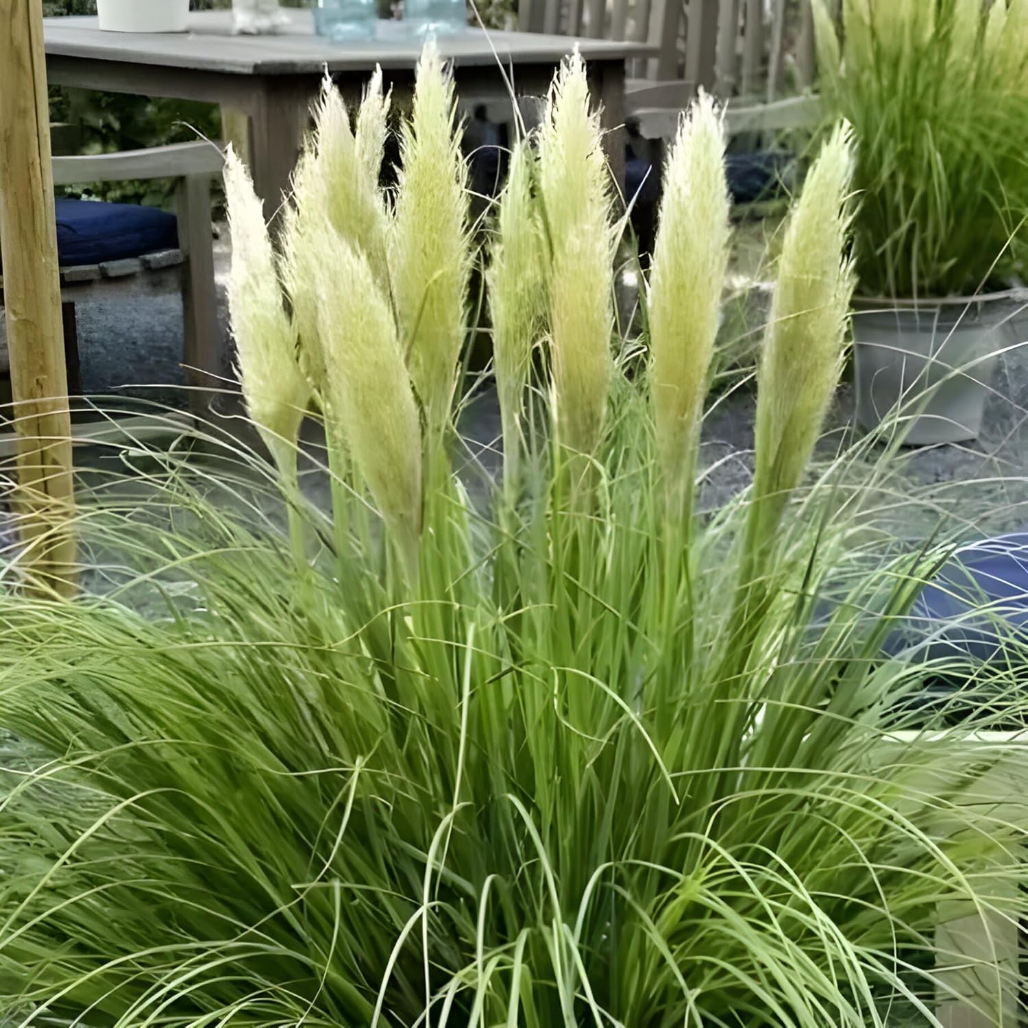 Cortaderia selloana 'Tiny Pampa' / Zwerg Pampasgras