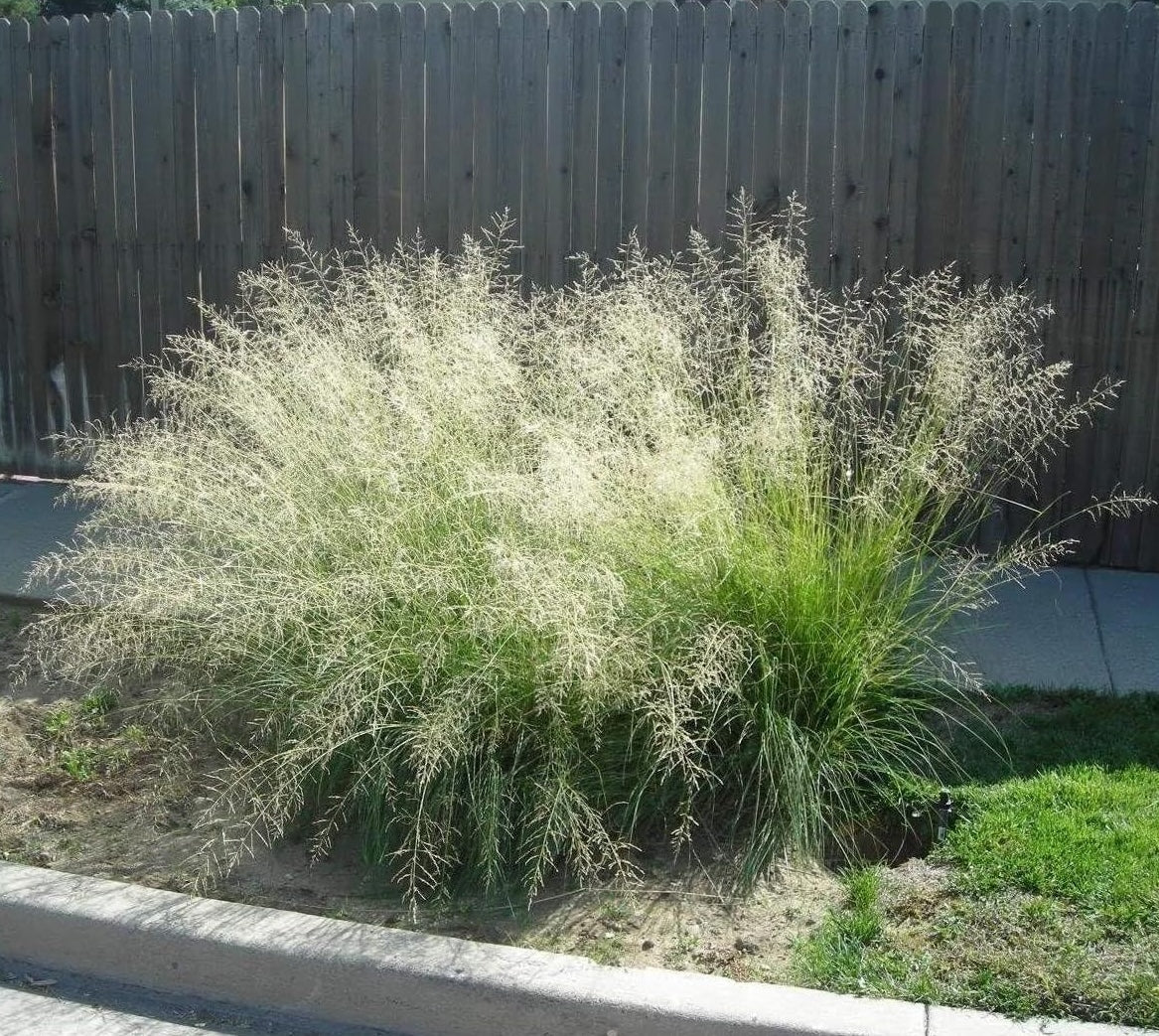 Eragrostis curvula / Afrikanisches Liebesgras - Stauden Gaenge
