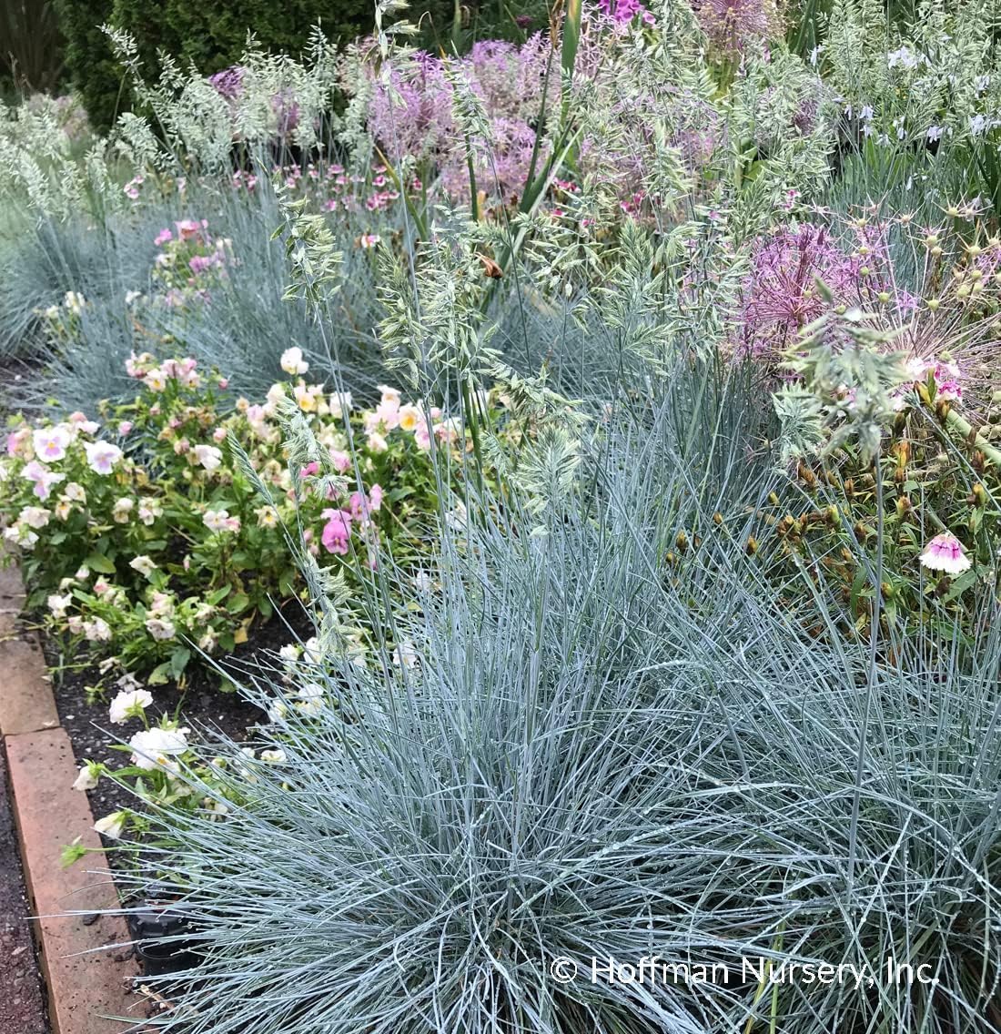 Eragrostis elliottii 'Blue Eros‘ / Blaues Liebesgras