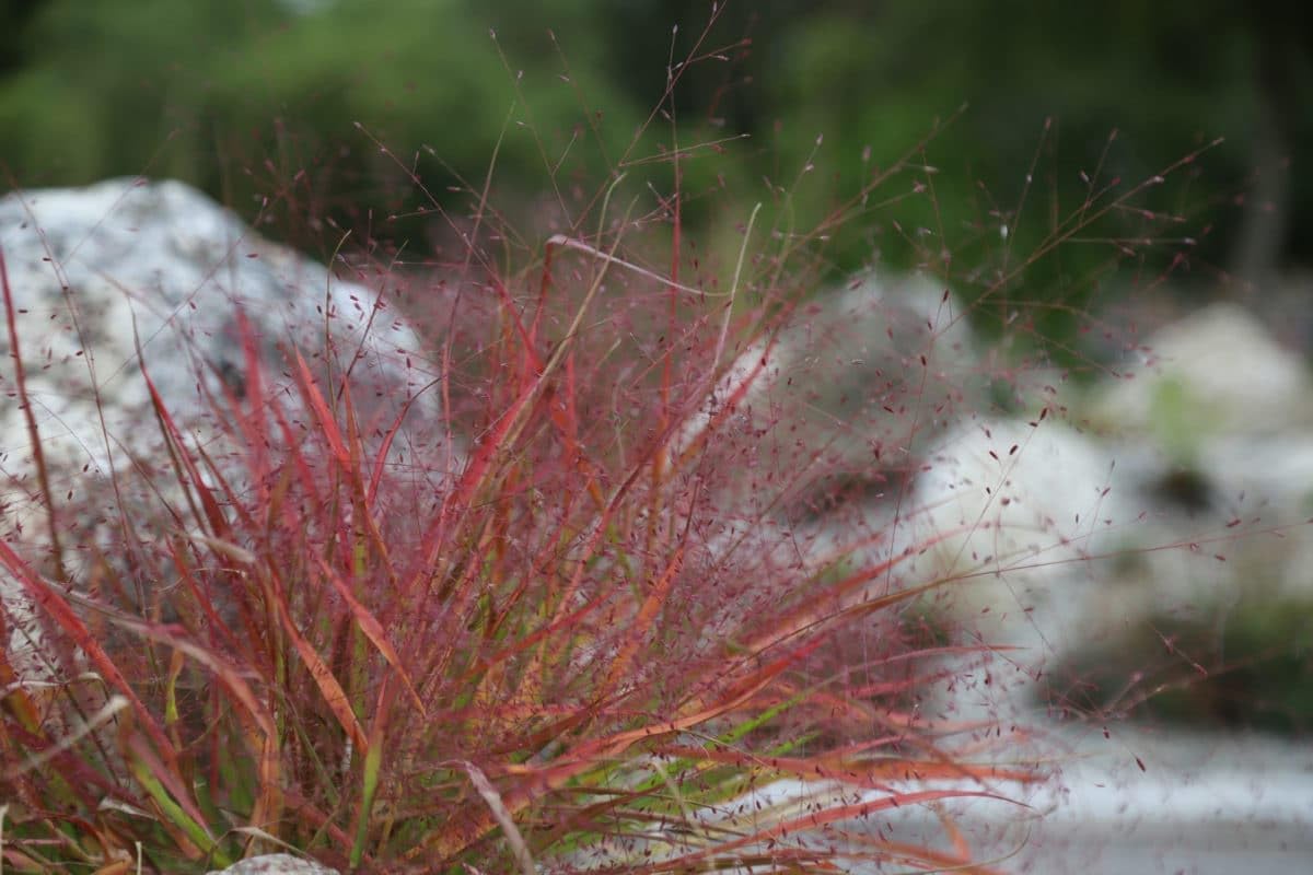 Eragrostis spectabilis / Purpur Liebesgras - Stauden Gaenge
