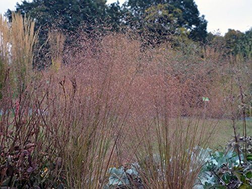 Eragrostis trichoides / Bogen-Liebesgras - Stauden Gaenge