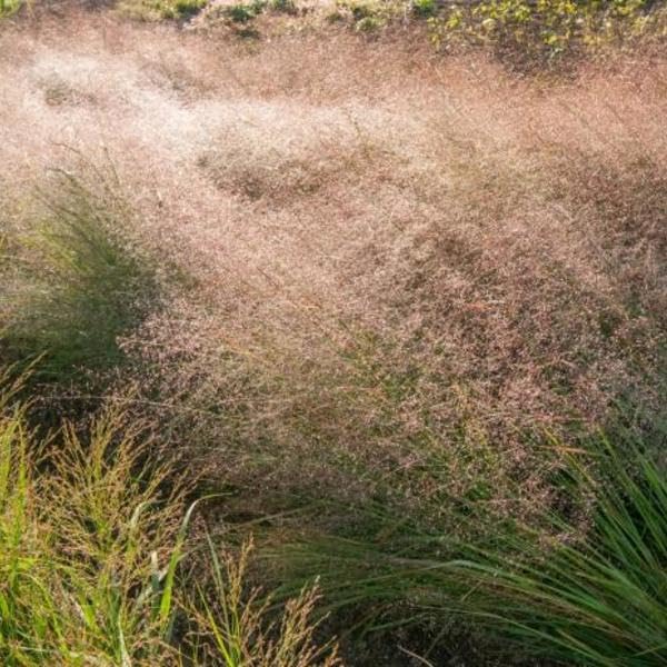 Eragrostis trichoides / Bogen-Liebesgras - Stauden Gaenge