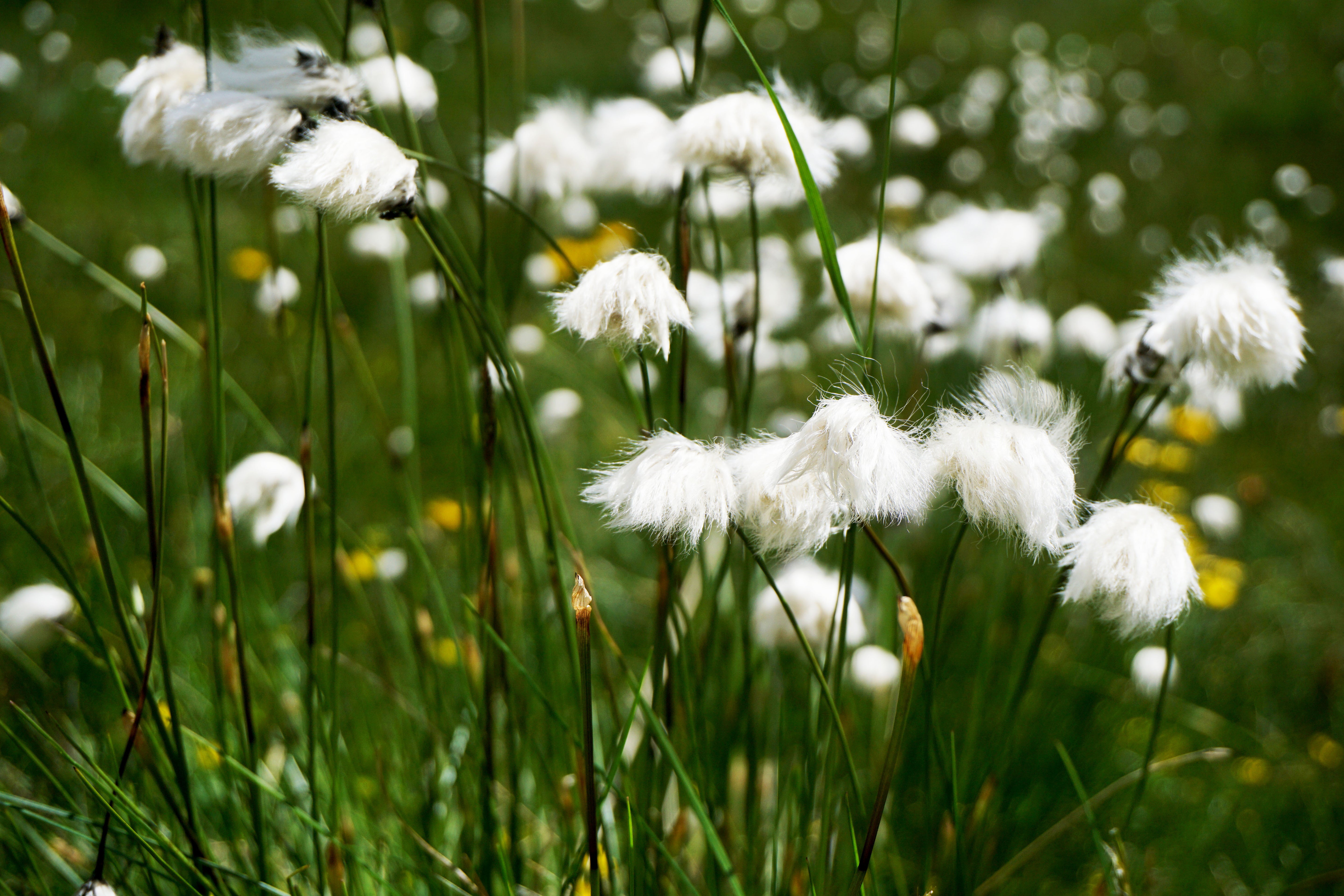 Eriophorum angustifolium / Wollgras - Stauden Gaenge