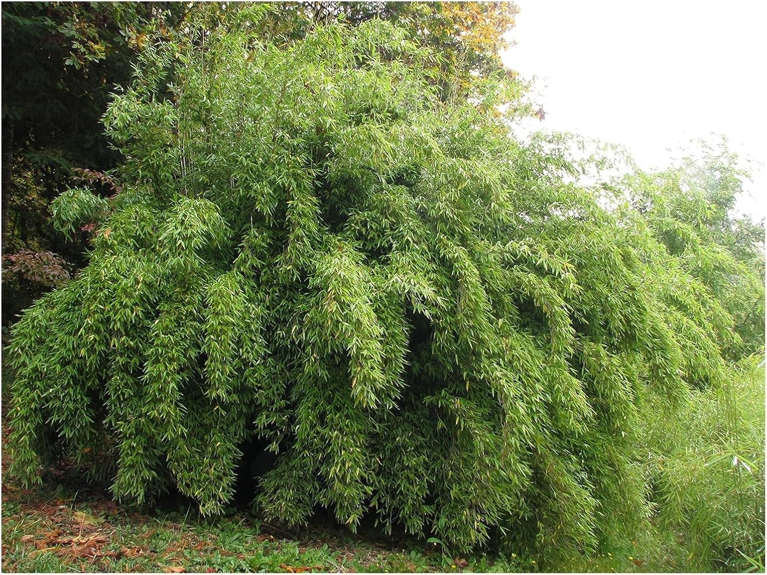 Fargesia denudata 'Lancaster 1' / Pandabambus - Stauden Gaenge