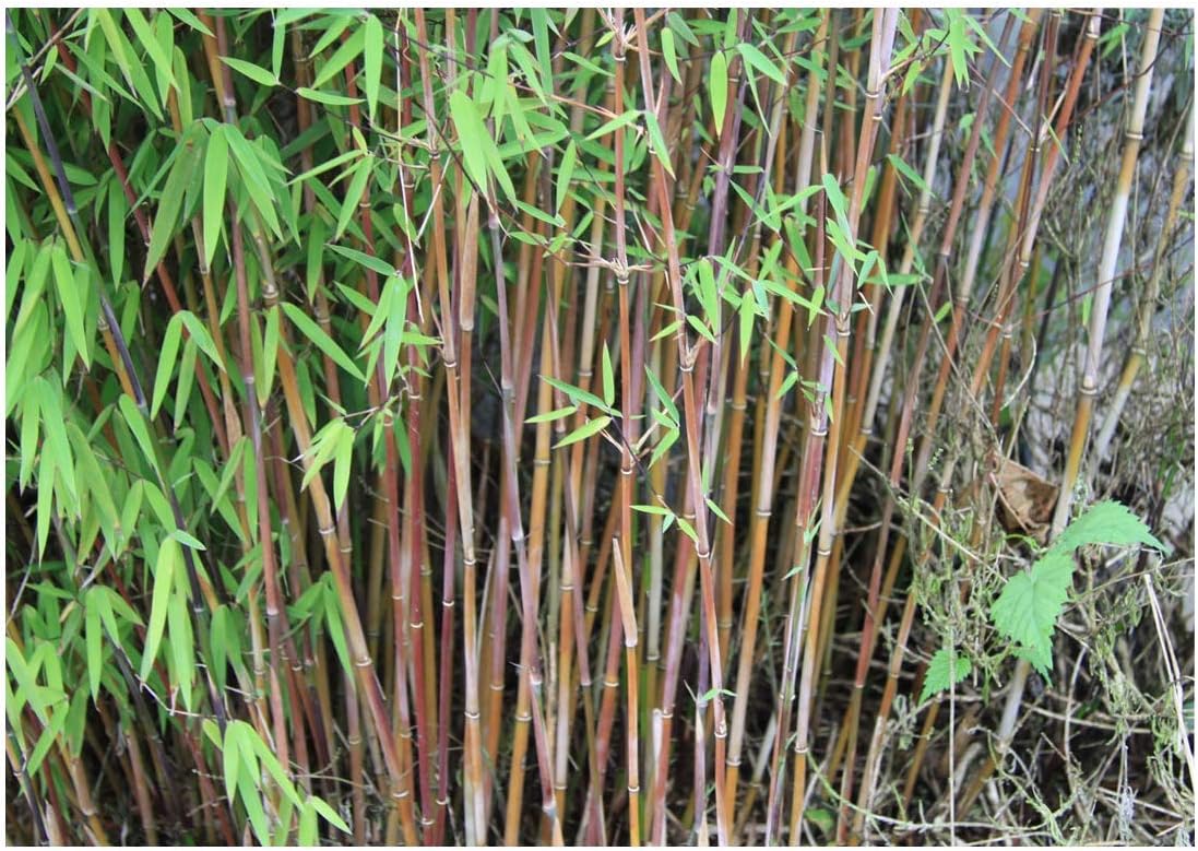 Fargesia jiuzhaigou 'Genf / Geneve / Red Dragon'/ Roter Bambus - Stauden Gaenge