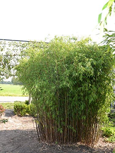 Fargesia jiuzhaigou 'Genf / Geneve / Red Dragon'/ Roter Bambus - Stauden Gaenge