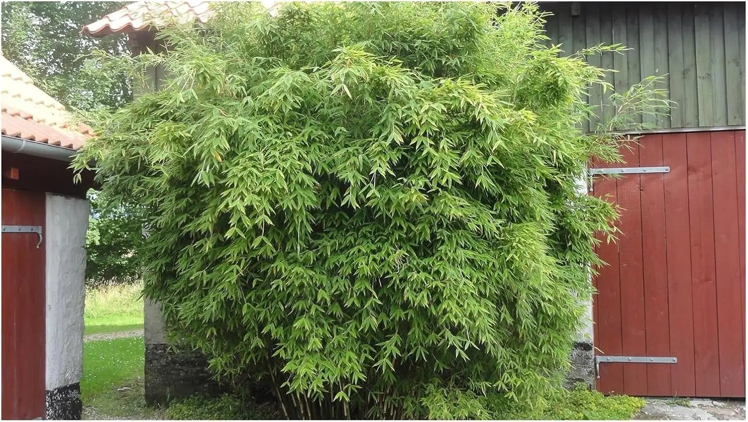 Fargesia murielae ‚Dino' / Riesen Gartenbambus
