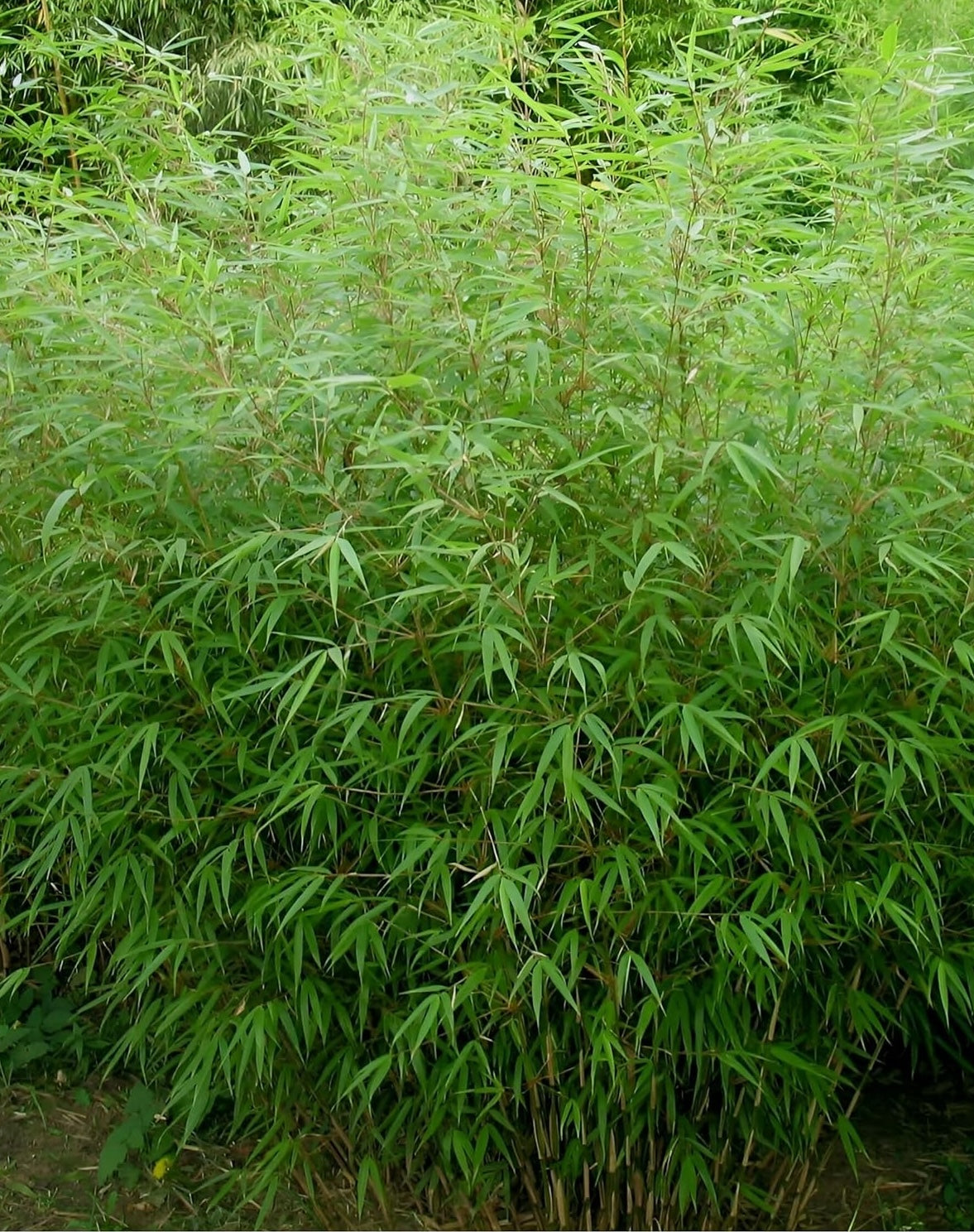 Fargesia murielae 'Rufa' / Heckenbambus - Stauden Gaenge