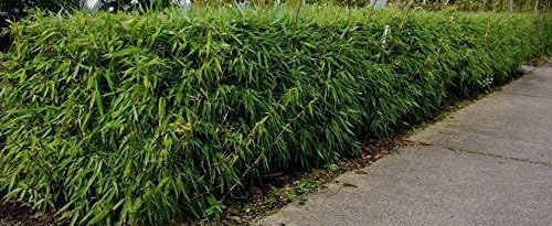 Fargesia murielae 'Rufa' / Heckenbambus - Stauden Gaenge