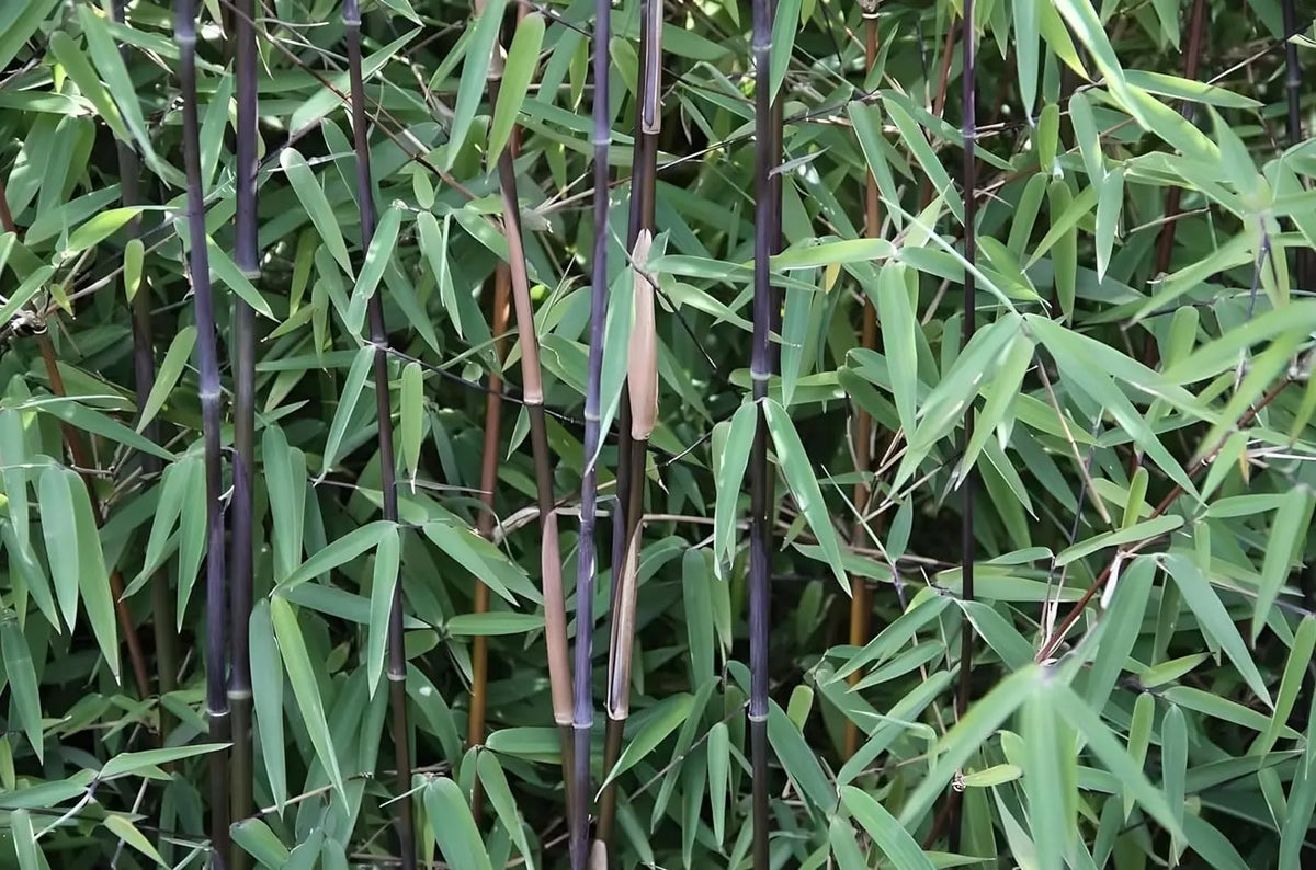 bittersalz bambus Fargesia nitida 'Black Pearl' / Schwarzer Bambus XXL