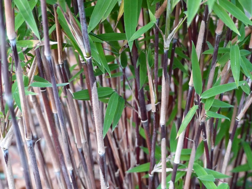 Fargesia nitida 'Black Pearl' / Schwarzer Bambus - Stauden Gaenge