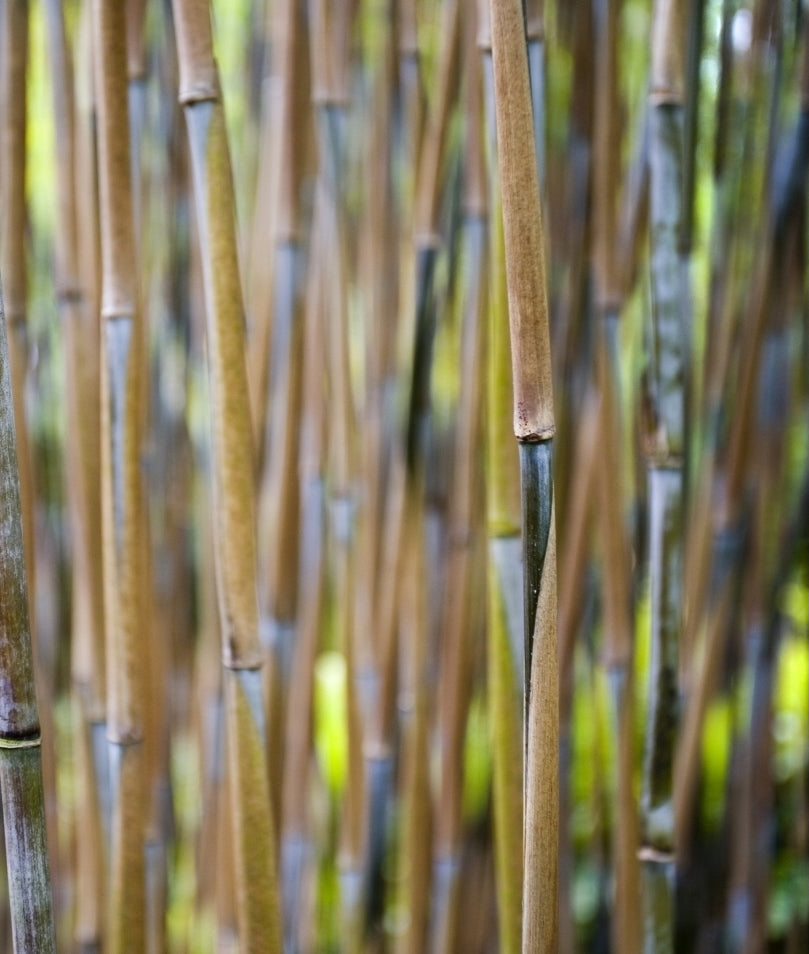 Fargesia nitida 'Great Wall‘ / Roter Bambus - Stauden Gaenge