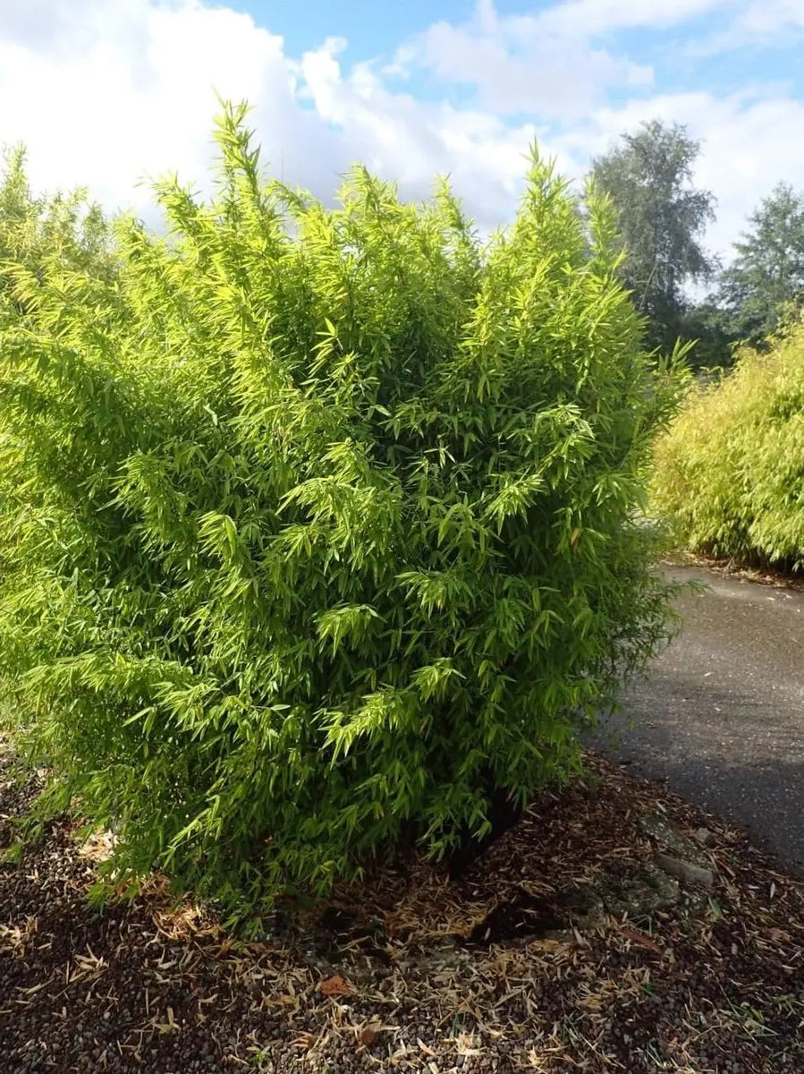 Fargesia nitida ‚Volcano' / Fontänen Schirmbambus XXL