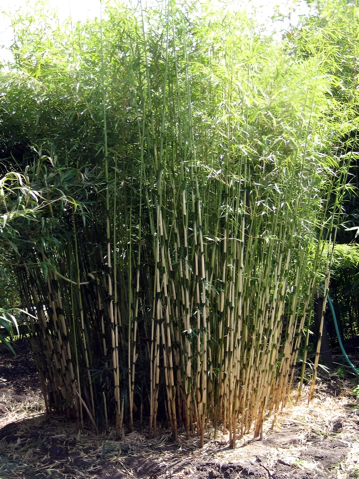 Fargesia robusta 'Campbell'/ Hoher Heckenbambus - Stauden Gaenge