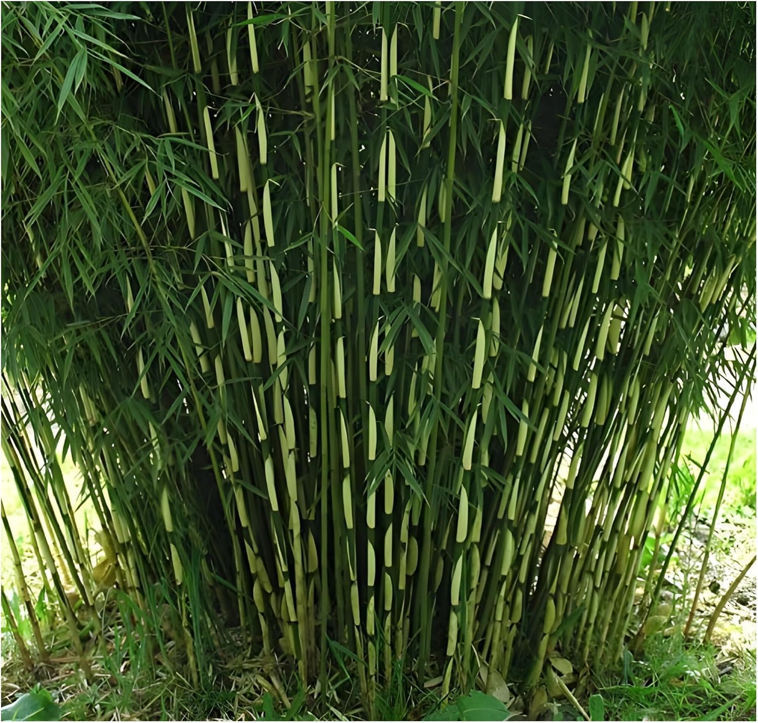 Fargesia robusta 'Pingwu' / Hoher Heckenbambus - Stauden Gaenge