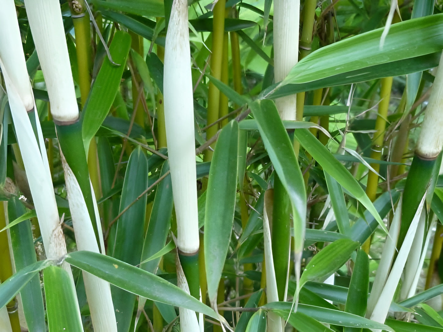 Fargesia robusta 'Pingwu' / Hoher Heckenbambus - Stauden Gaenge