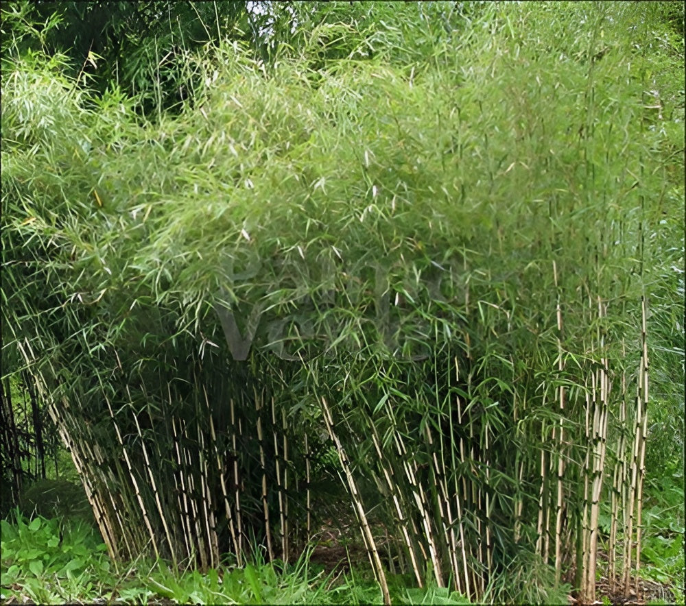 Fargesia robusta 'Pingwu' / Hoher Heckenbambus - Stauden Gaenge