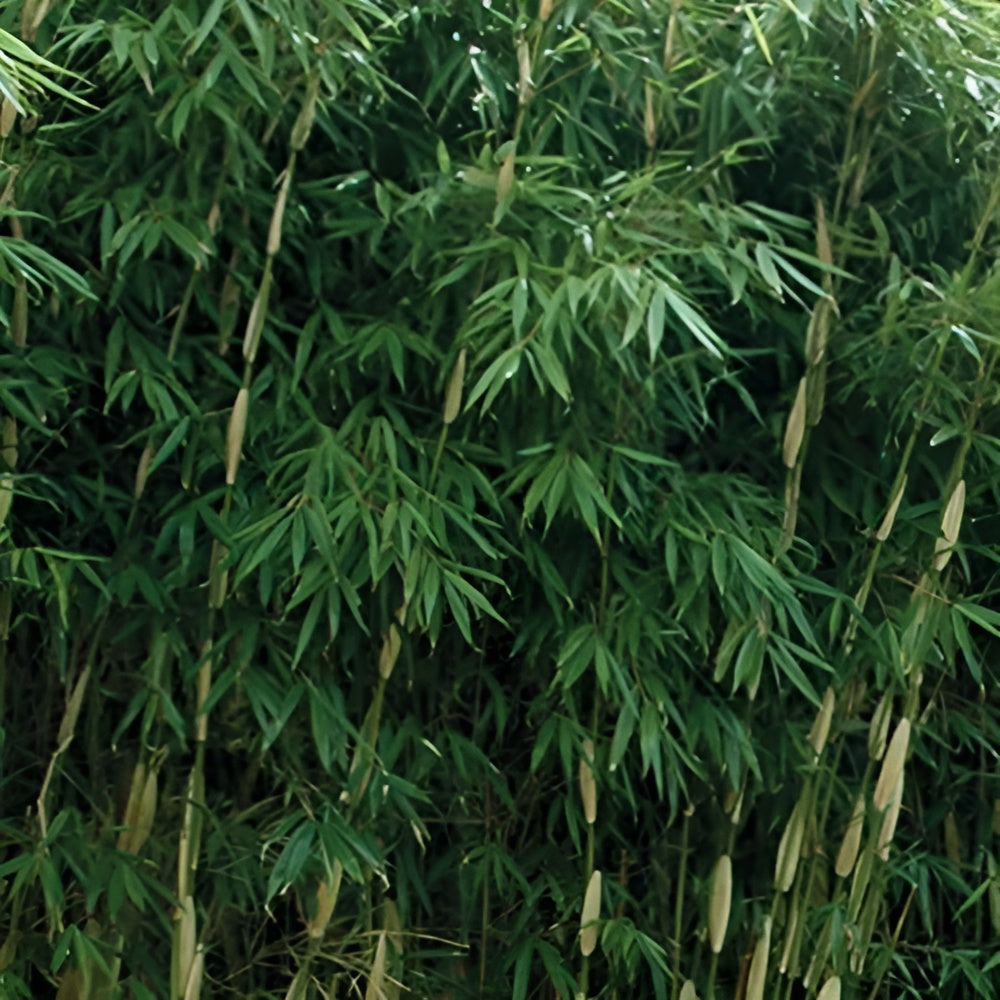 Fargesia robusta 'Pingwu' / Hoher Heckenbambus - Stauden Gaenge