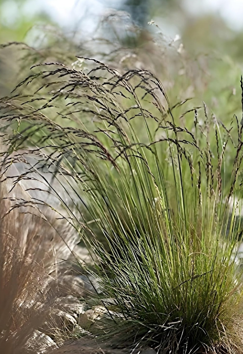 Festuca amethystina / Regenbogen-Schwingel - Stauden Gaenge