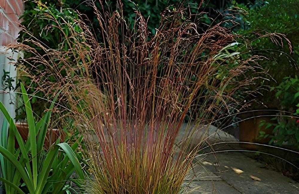 Festuca amethystina / Regenbogen-Schwingel - Stauden Gaenge