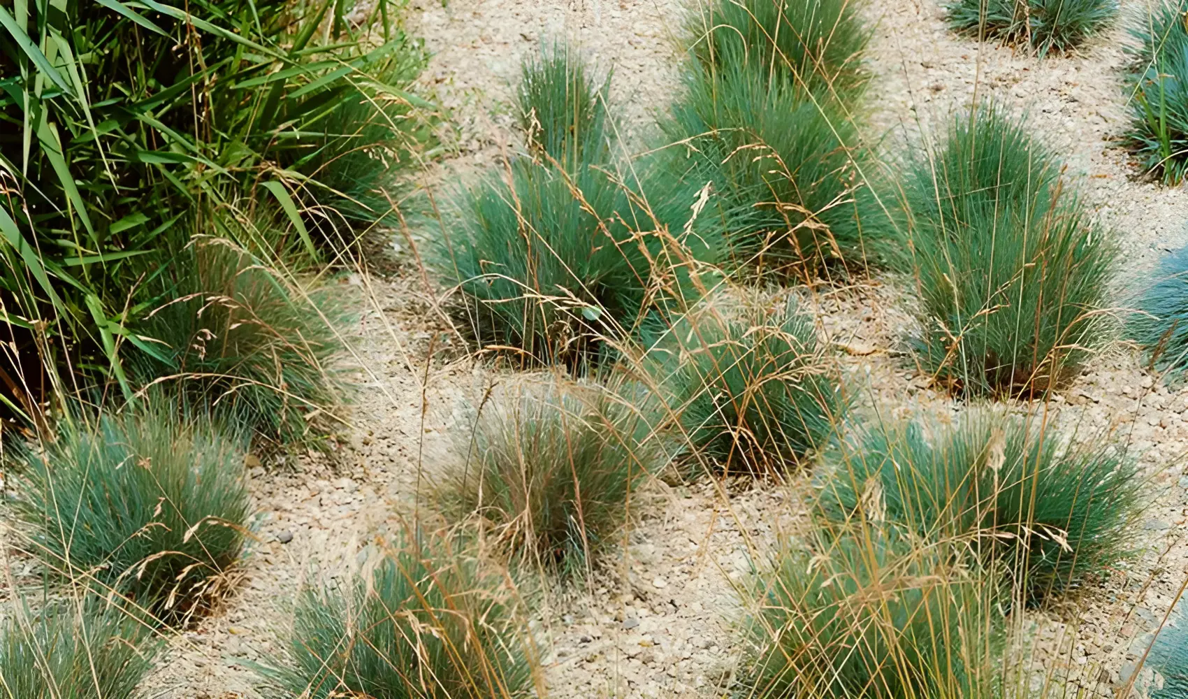 Ziergras Festuca amethystina mit lila und grünen Halmen, Stauden Gänge, dekoratives und robustes Gartenpflanzenbild