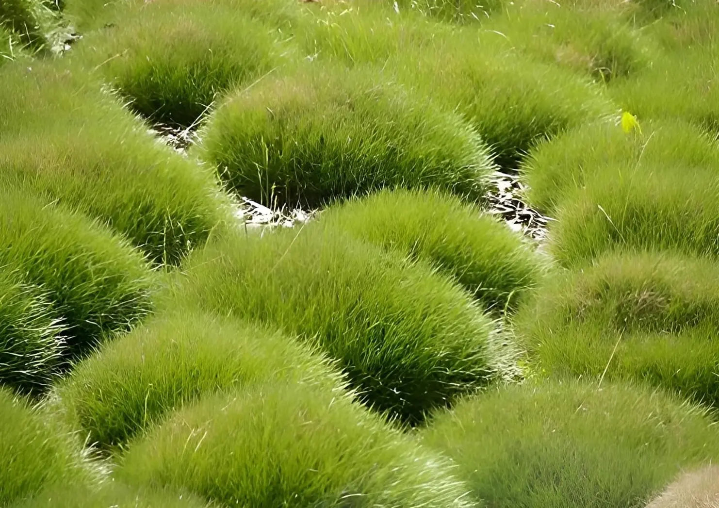 Festuca gautieri / Bärenfellgras