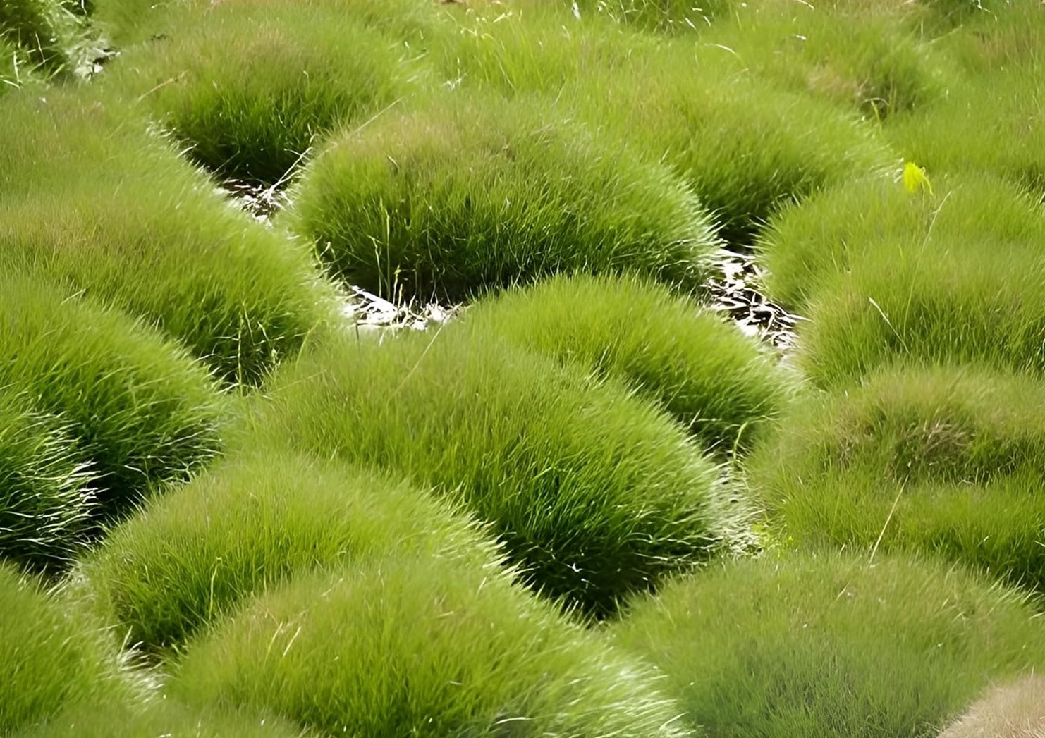 Festuca gautieri / Bärenfellgras - Stauden Gaenge