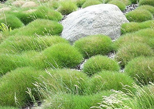 Festuca gautieri / Bärenfellgras - Stauden Gaenge