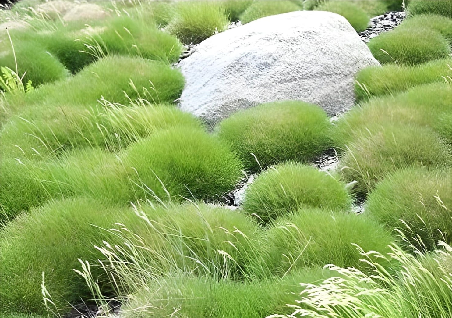 Festuca gautieri 'Pic Carlit' / Bärenfellgras - Stauden Gaenge