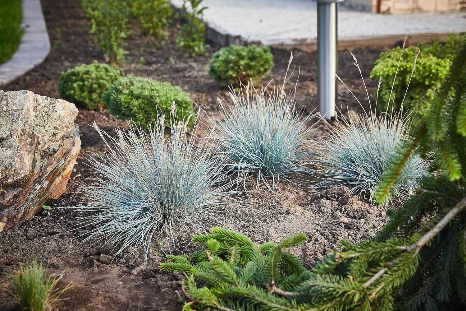Blauschwingel Festuca glauca ‚Azurit‘, Ziergras von Stauden Gänge, mit bläulichem Laub und zierlichem Wuchs