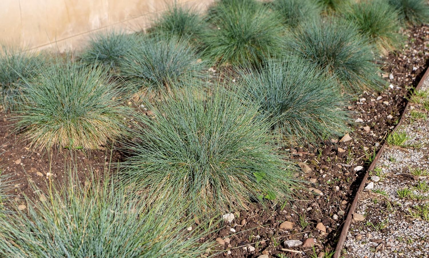 Blauschwingel Festuca glauca ‚Azurit‘, Ziergras von Stauden Gänge, mit blauen, filigranen Halmen im Garten.