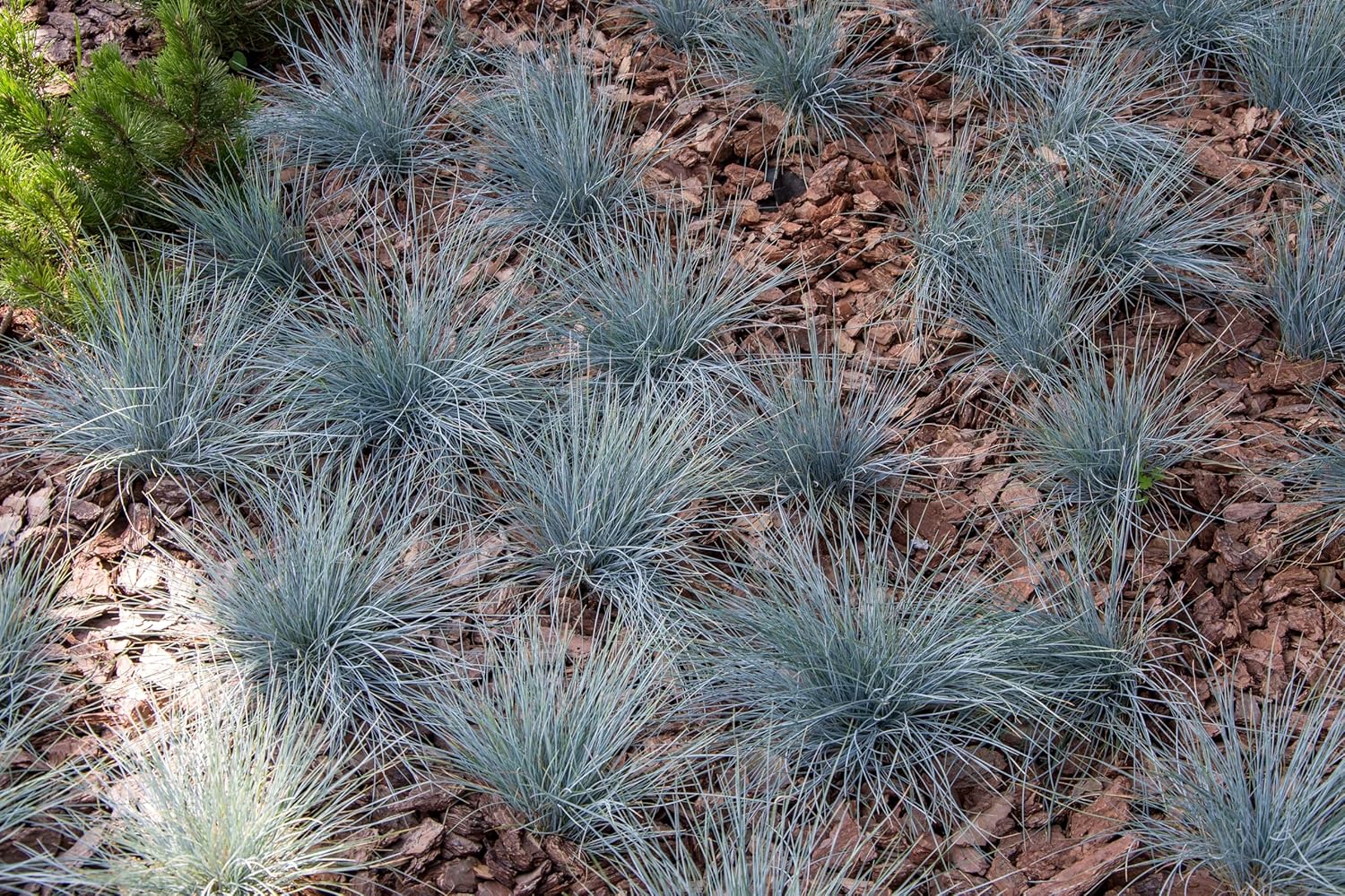 Ziergras Festuca glauca ‚Azurit‘, blauer Blauschwingel, Stauden Gänge, detailreiche Nahaufnahme des zarten, blauen Ziergrases