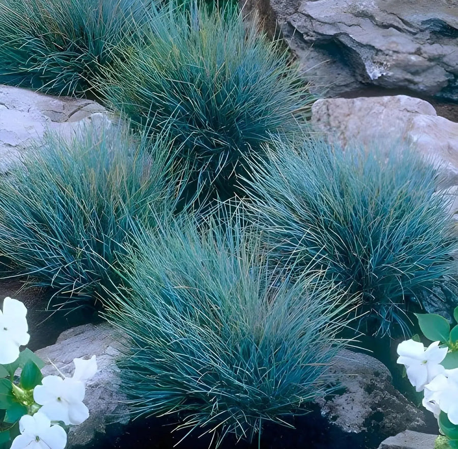 Blauschwingel