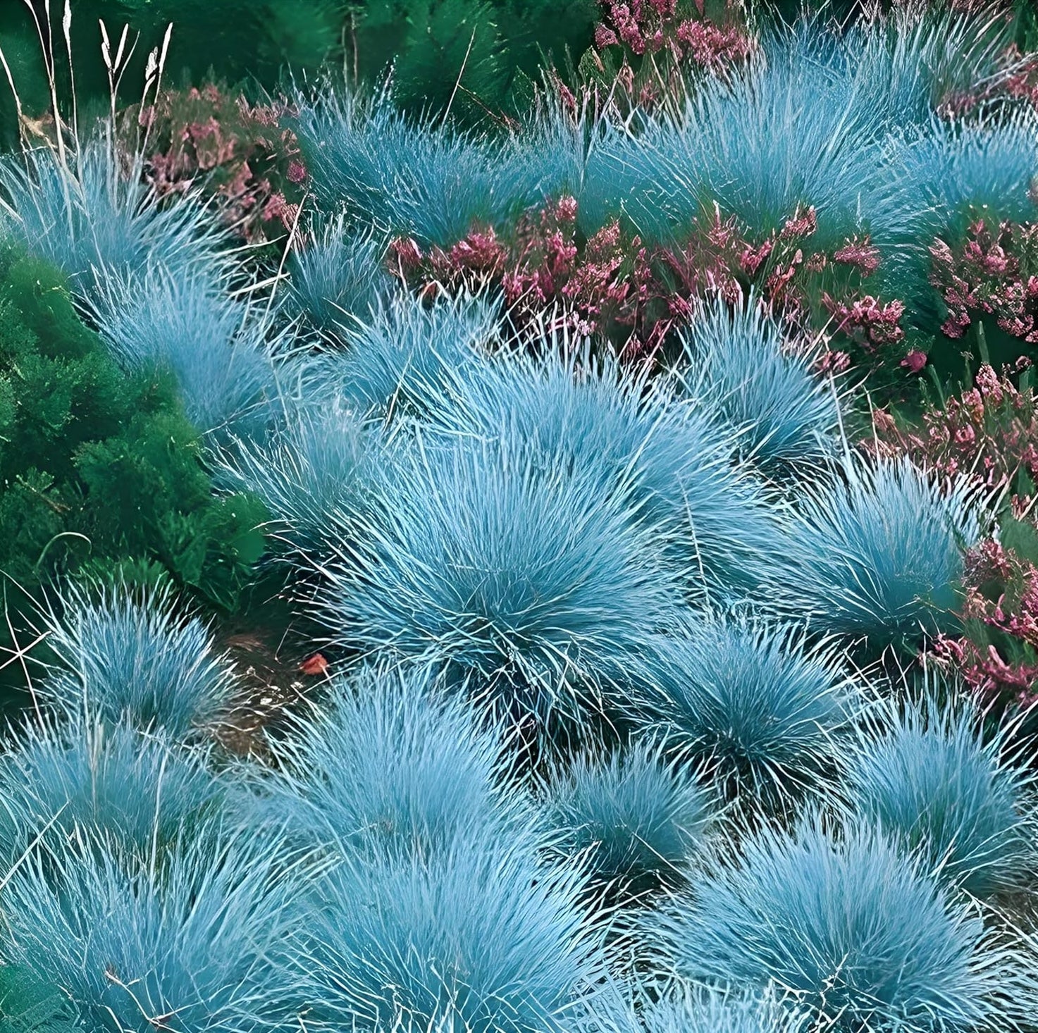 Festuca glauca 'Festina' / Blauschwingel - Stauden Gaenge