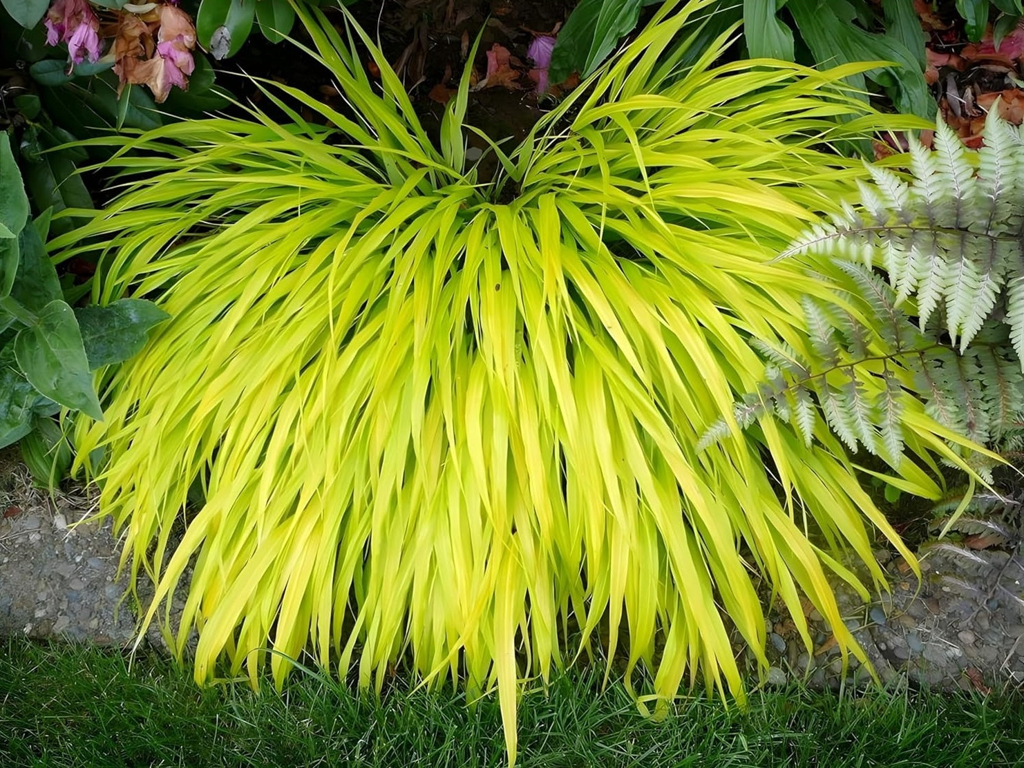 Hakonechloa macra 'All Gold' / Japanisches Gold Berggras - Stauden Gaenge